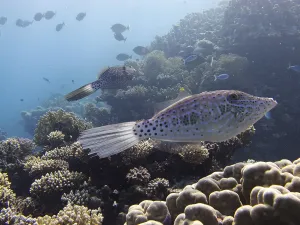 Bony Fish Types Drucke: Script filefish (Aluterus scriptus)