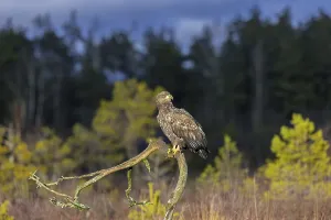 Swedish Wildlife Drucke: White-tailed eagle
