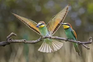 Saxony Anhalt Nature Reserve Drucke: Bee-eater (Merops apiaster) pair