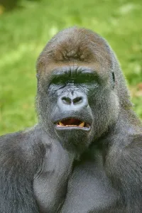 Benelux Wildlife Images Drucke: A gorilla with a surprised look on his face