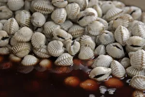 Seafood Still Life Drucke: Shells