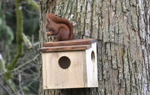 Deciduous Tree Scene Drucke: Squirrel (Sciurus) sits on sleeping house with a hazelnut on a lime tree and eats