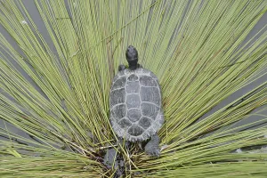 Reptiles In The Wild Drucke: Yellow-cheeked tortoise (Trachemys scripta scripta)