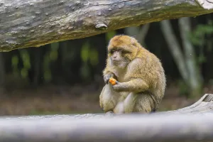 Lake Constance Wildlife Photography Drucke: A monkey sits on a tree trunk and eats something in the forest