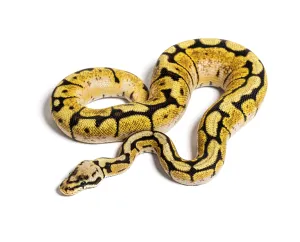 Bumblebee Python Regius, isolated on white