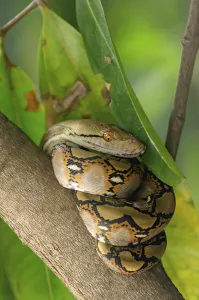 Green Background Nature Scene Drucke: The child python curled on the branch of the mango tree