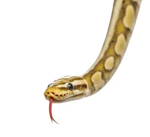 Studio Shot Reptile Drucke: Close-up of a firefly python, isolated on white