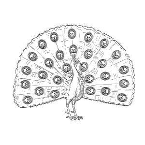 Drucke von Kartoonstil-Zeichnung oder Illustration eines Pfauen, indischen Pfau, Gemeinen Pfau oder Blauen Pfau mit fächerförmigem Schwanzansicht von vorn auf isoliertem Hintergrund in schwarz-weiß Retro-Stil Comic-Bücher Drucke: Comic-Style-Zeichnung oder Illustration eines Pfauen.