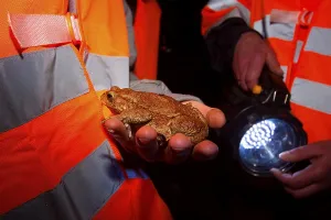Animal Protection Germany Drucke: Common toad (Bufo bufo) Toad migration