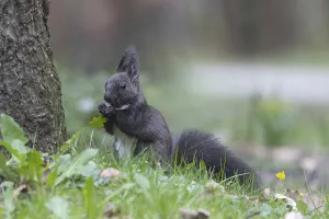 Common Dandelion Bloom Drucke: Dark squirrel (Sciurus) eats dandelion leaf