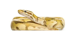 Wild Reptile Photography Drucke: Firefly python, isolated on white