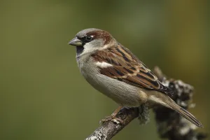 Haussperling, Passer domesticus