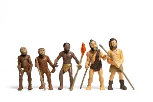 Catarrhine Mammal Species Drucke: Human Evolution. Man Evolution Historical Monkey
