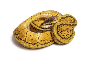 Zitronen-Explosions-Ball-Python, Python regius.