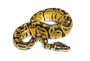 Python Regius Drucke: Pastel ball python, Python Regius