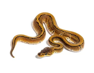 Wildlife Photography Snakes Drucke: Pinstripe ball python, python regius