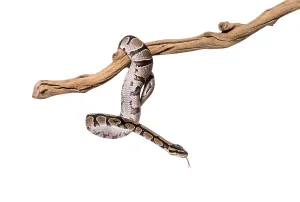 Python Regius Drucke: Python regius snaking along a branch