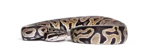 Python Regius Drucke: Python regius, against white background