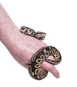 Drucke von Python regius, auf weißem Hintergrund Königspython Drucke: Python regius, gegen weißen Hintergrund.