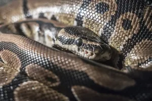 Constrictor Snakes Drucke: Royal Python, or Ball Python (Python regius)