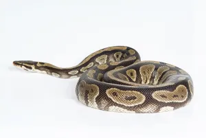 White Background Reptile Photo Drucke: Royal python on an isolated studio background