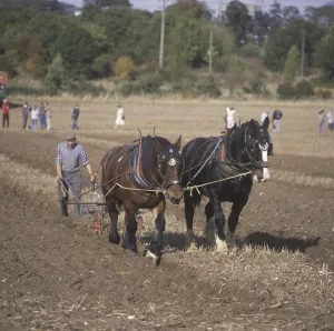 Shire Horse Drucke: Zwei Shire-Pferde ziehen einen Pflug.