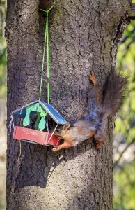 United Kingdom Fauna Drucke: Squirrel eats from the trough. Squirrel on the tree