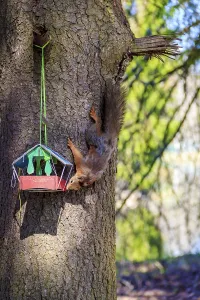 Red Coloured Squirrels Drucke: Squirrel eats from the trough. Squirrel on the tree