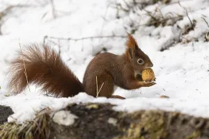 European Squirrel Drucke: Squirrel (Sciurus), tree squirrel