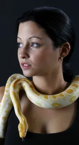 Drucke von Frau mit indischem Python (Python molurus), Albinoschlangen Indische Python Drucke: Frau mit indischem Python (Python molurus), Albinoschlangen