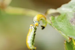 Caterpillar Development Drucke: Two caterpillars crawling on a branch