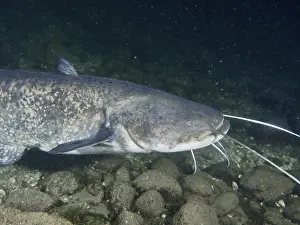 Drucke von Ein Wels (Silurus glanis), Waller, schwimmt nah über felsigen Grund in der Nacht Wels Welse Drucke: Ein Wels (Silurus glanis), Waller.
