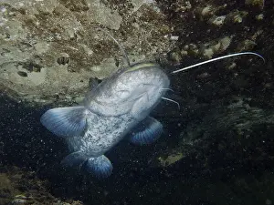 Drucke von Ein Wels (Silurus glanis), Waller, schwimmt unter einem Felsen, Tauchplatz Zollbrücke, Rheinau, Kanton Zürich, Rhein, Hochrhein, Schweiz, Jestetten Deutschland Ein Wels (Silurus glanis), Waller Wels Welse Drucke: Ein Wels (Silurus glanis), Waller.
