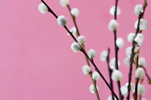 Nature Botany Images Drucke: Catkins