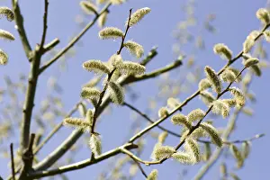 Botanical Images Drucke: Catkins