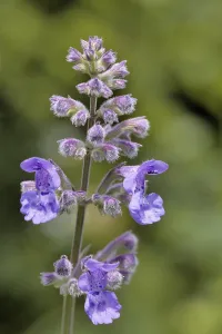Lamiaceae Family Plants Drucke: Catnip