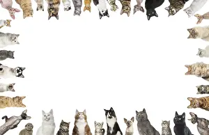 White Background Animal Portrait Drucke: Many cats of different breeds creating a frame on a white background