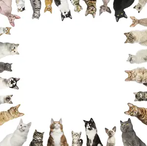 Domestic Cat Studio Shot Drucke: Cats of different breeds making a frame on a white background
