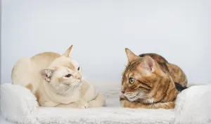 Burmese Cat Breed Drucke: Two cats are talking to each other at home