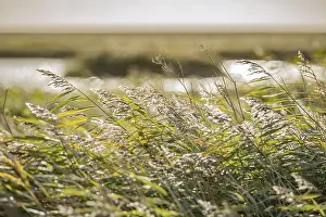 No People On The Road Drucke: Cattail grass by the wayside