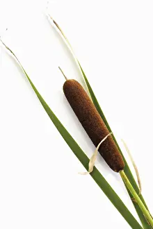 Botany Studio Photography Drucke: Cattail (Typha)