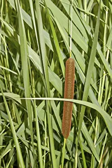 Hydrophytic Plant Life Drucke: Cattail Typha