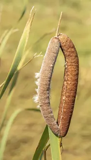 Nature Flora Drucke: Cattail Typha spec