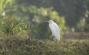Deserted Landscape With Birds Drucke: A Cattle Egret (Bubulcus ibis)