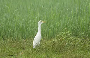 Asia Wildlife Photography Drucke: A Cattle Egret (Bubulcus ibis)