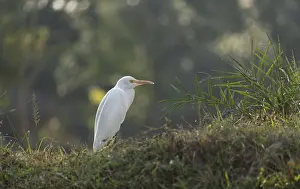 Wild Animal Asia Drucke: A Cattle Egret (Bubulcus ibis)
