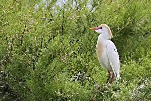 Water Bird Species Drucke: Cattle egret (Bubulcus ibis), with a red beak
