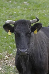 Animal Husbandry Photos Drucke: Cattle on a pasture