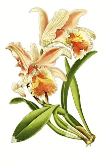 Orchid Flowers Drucke: Cattleya mossiae, Moss Cattleys