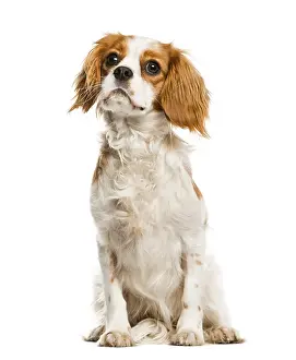 Low Angle View Photo Drucke: Cavalier King Charles Spaniel looking up